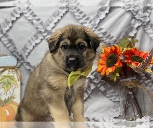 American Eskimo Dog-German Shepherd Dog Mix Puppy for sale in LANCASTER, PA, USA