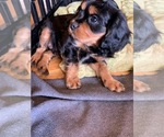 Small Photo #4 Cavalier King Charles Spaniel Puppy For Sale in THREE FORKS, MT, USA