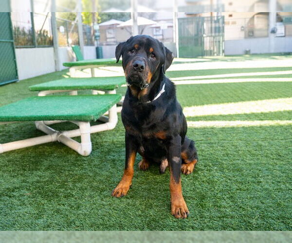 Medium Photo #2 Rottweiler Puppy For Sale in Pasadena, CA, USA