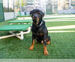 Small #1 Rottweiler