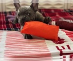 Small Photo #5 French Bulldog Puppy For Sale in LATHROP, CA, USA