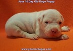Small Photo #203 Dogo Argentino Puppy For Sale in JANE, MO, USA