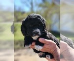 Puppy Socks Poodle (Miniature)-Springerdoodle Mix