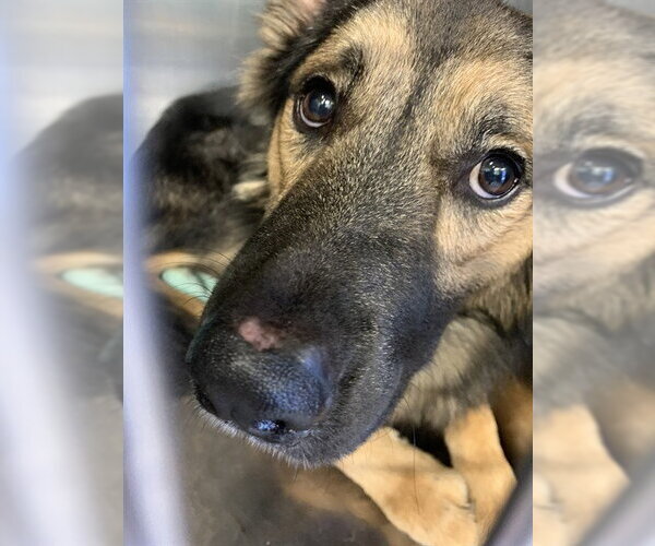 Medium Photo #1 German Shepherd Dog-Unknown Mix Puppy For Sale in Grand Prairie, TX, USA