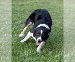 Small #5 Australian Shepherd