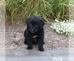 Puppy 3 Golden Retriever-Keeshond Mix
