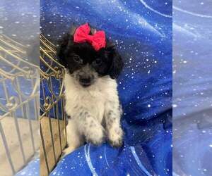 Maltipoo Puppy for sale in INDIANAPOLIS, IN, USA
