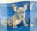 Small Photo #106 French Bulldog Puppy For Sale in COLUMBUS, OH, USA