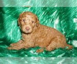 Small #1 Labradoodle