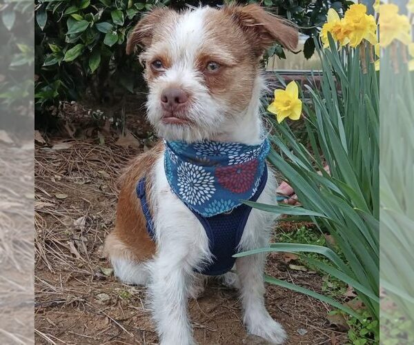 Medium Photo #1 Jack Russell Terrier-Unknown Mix Puppy For Sale in Spring Lake, NC, USA