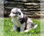 Small #2 Australian Shepherd