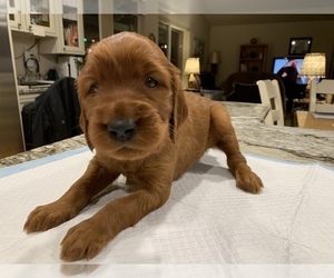 Irish Setter Puppy for sale in CHEHALIS, WA, USA