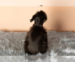 Small Photo #5 Schnauzer (Miniature) Puppy For Sale in NAPPANEE, IN, USA