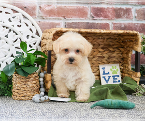 Medium Poodle (Toy)-West Highland White Terrier Mix