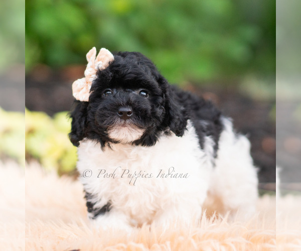 Medium Photo #4 Goldendoodle (Miniature) Puppy For Sale in WARSAW, IN, USA