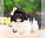 Small #3 Goldendoodle (Miniature)