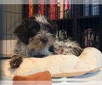 Small #2 Maltese Mix