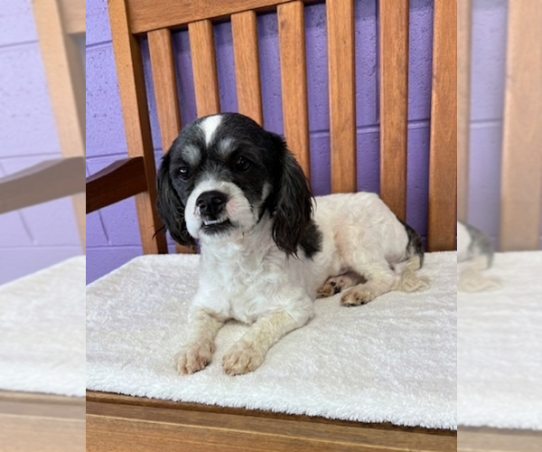 Medium Photo #3 Shih Tzu-Unknown Mix Puppy For Sale in Genesee, WI, USA