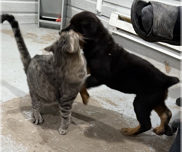 Medium Photo #14 Rottweiler Puppy For Sale in BRIGHTON, CO, USA