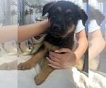 Small #11 German Shepherd Dog