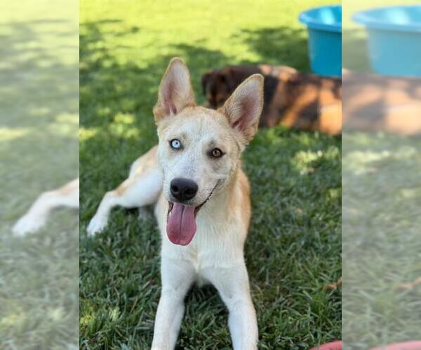 Medium Photo #1 Siberian Husky-Unknown Mix Puppy For Sale in Riverside, CA, USA