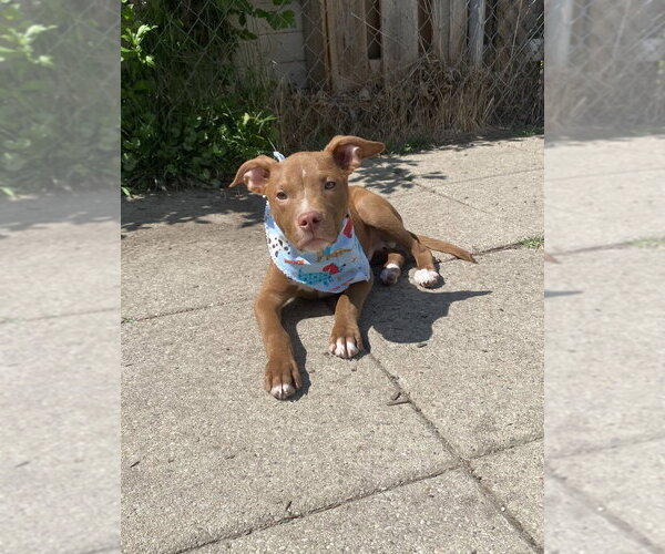 Medium Photo #2 Labrador Retriever-Unknown Mix Puppy For Sale in Springdale, PA, USA
