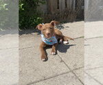 Small #1 Labrador Retriever Mix