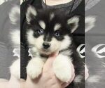 Small Photo #1 Pomsky Puppy For Sale in SEBRING, FL, USA