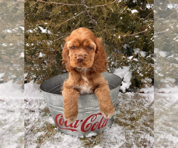 Medium Photo #5 Cocker Spaniel Puppy For Sale in MIDDLEBURY, IN, USA