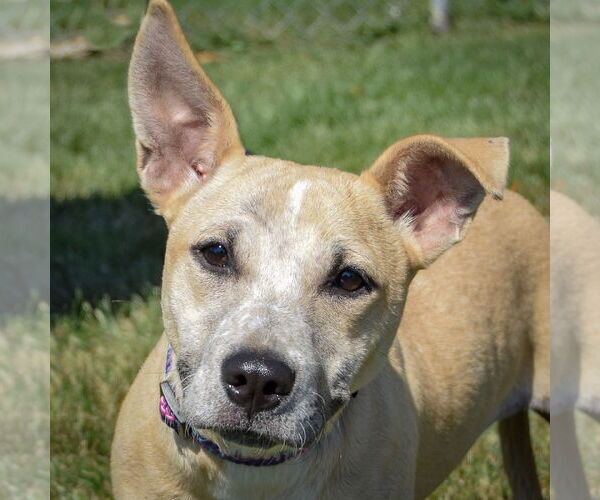Medium Photo #1 Mutt Puppy For Sale in Huntley, IL, USA
