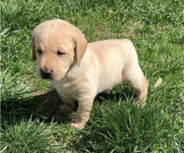 Medium Photo #1 Labrador Retriever Puppy For Sale in CHRISNEY, IN, USA