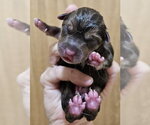 Small #3 Mutt