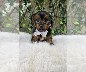 Yorkshire Terrier Puppy for sale in INDIANAPOLIS, IN, USA