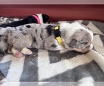 Small #1 Pembroke Welsh Corgi
