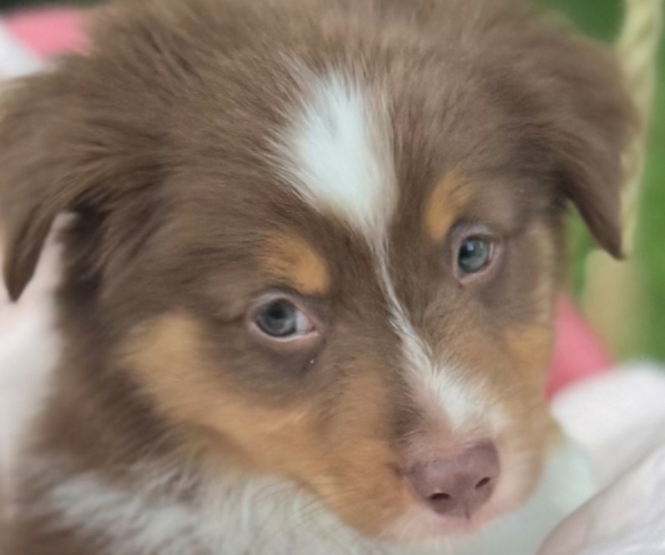 Medium Photo #7 Miniature American Shepherd Puppy For Sale in NOLENSVILLE, TN, USA