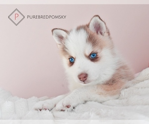 Pomsky Puppy for sale in KANSAS CITY, MO, USA