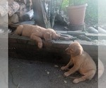 Small #5 Golden Retriever