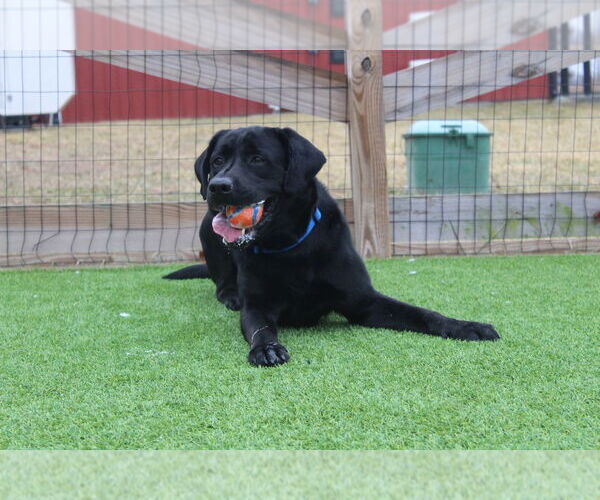 Medium Photo #3 Labrador Retriever Puppy For Sale in Chestertown, MD, USA