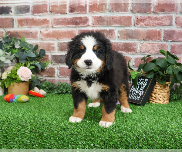 Medium Photo #6 Bernese Mountain Dog Puppy For Sale in SYRACUSE, IN, USA