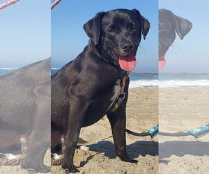 Nick Wilde - Male Labrador Retriever-Unknown Mix Dog for Adoption - Photo #2