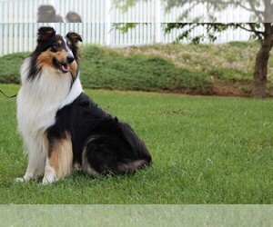 Father of the Collie puppies born on 11/30/2024