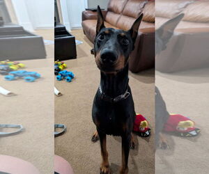 Doberman Pinscher Dogs for adoption in Buffalo, MN, USA