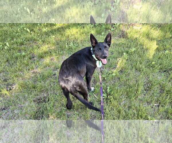 Medium Photo #27 Shollie Puppy For Sale in Sebec, ME, USA