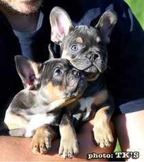 French Bulldog Puppy for sale in SHERMAN OAKS, CA, USA
