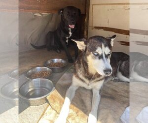 Dixie - Female Huskies -Unknown Mix Dog for Adoption - Photo #6