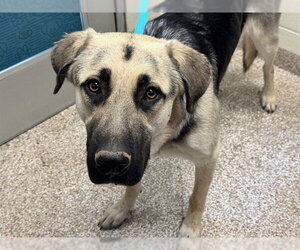 German Shepherd Dog-Great Pyrenees Mix Dogs for adoption in Pueblo, CO, USA