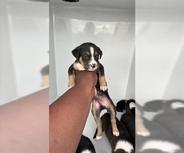 Medium Photo #1 Labsky Puppy For Sale in Houston, TX, USA