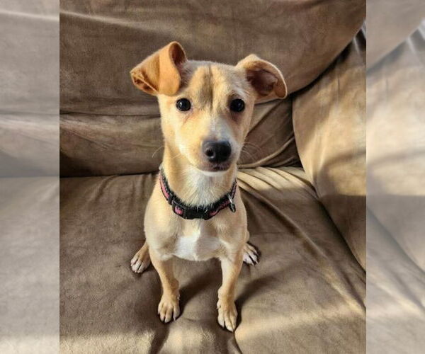 Medium Photo #1 Jack Russell Terrier Puppy For Sale in Buffalo, MN, USA