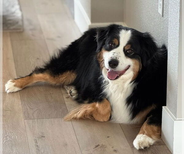 Medium Photo #2 Australian Shepherd Puppy For Sale in Winter Park, CO, USA