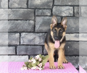 German Shepherd Dog Puppy for sale in MILLERSBURG, OH, USA